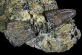 Deinosuchus Tooth In Situ - Aguja Formation, Texas #88777-1